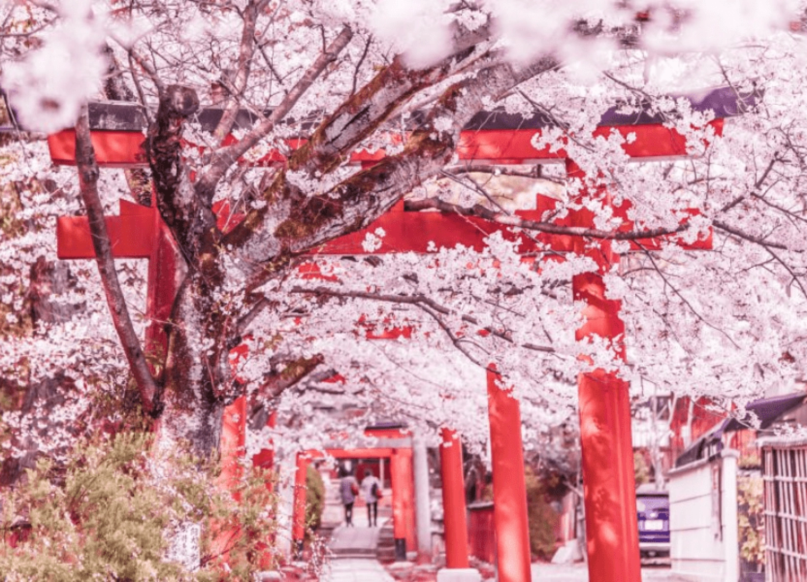 [Tour Nhật Bản CĐV tháng 4] Mùa hoa anh đào Osaka - Tokyo (01/04/2026)