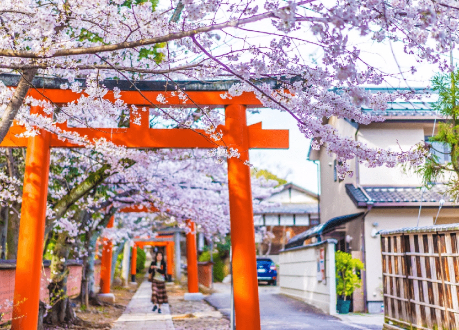 [Tour Nhật Bản CĐV tháng 3] Khám phá mùa hoa anh đào Osaka - Tokyo (27/03/2026)