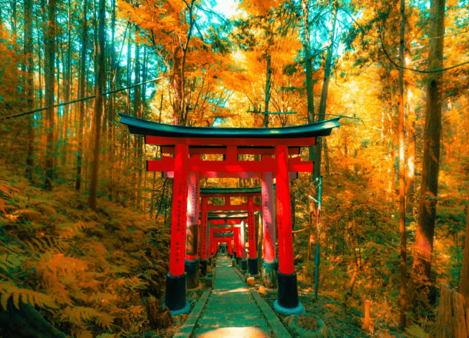 [Tour Nhật Bản CĐV tháng 12] Osaka - Kyoto - Nagoya - Phú Sĩ - Tokyo (02/12/2025)