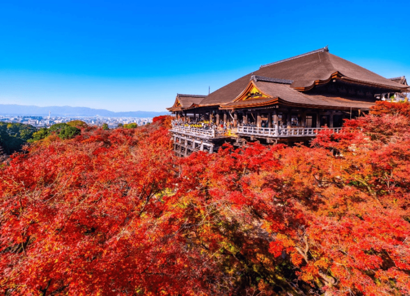 [Tour Nhật Bản CĐV tháng 12] Khám phá mùa lá đỏ (03/12/2025)