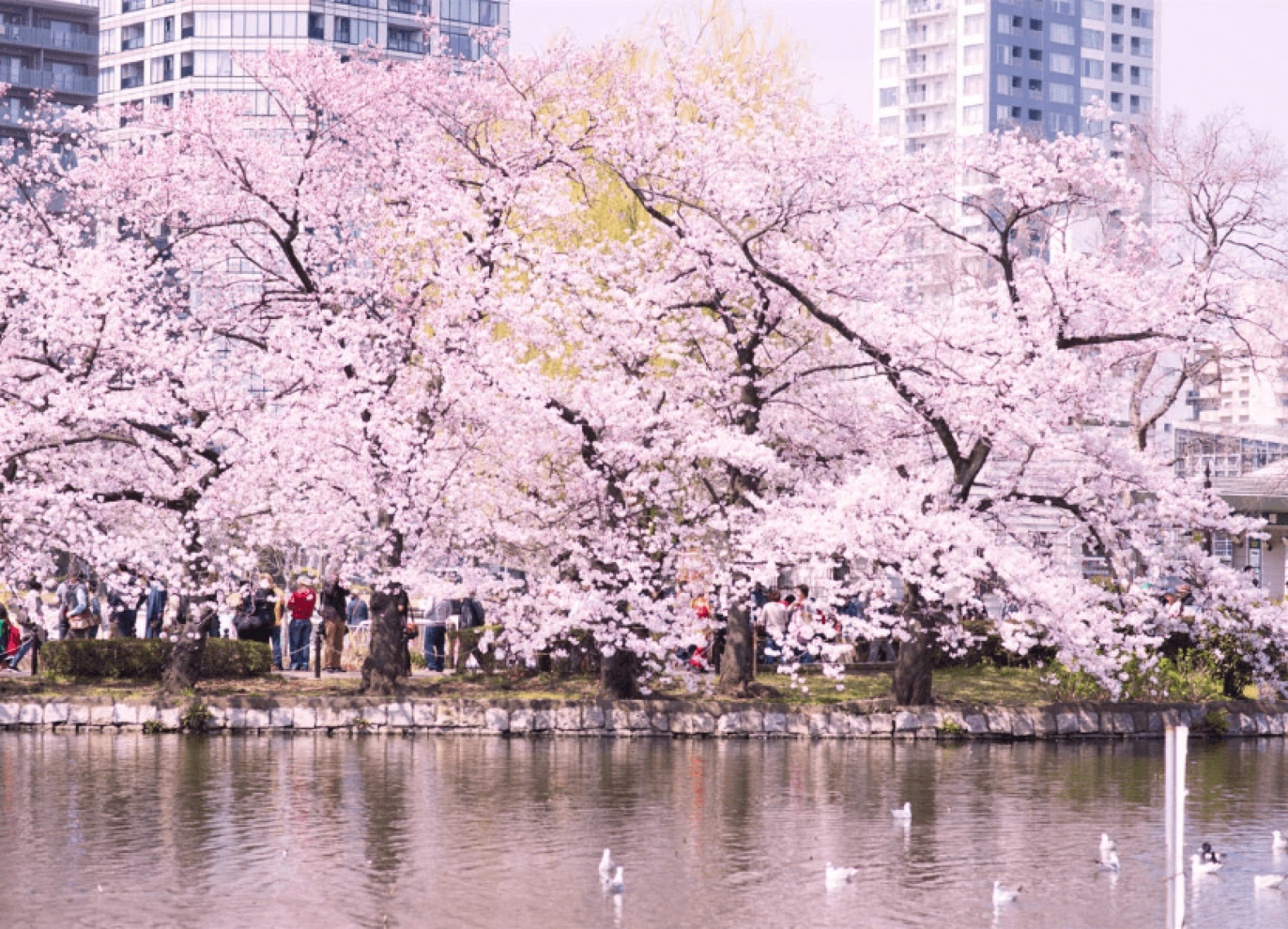 [Tour Nhật Bản CĐV tháng 4] Mùa hoa anh đào Osaka - Tokyo (05/04/2026)