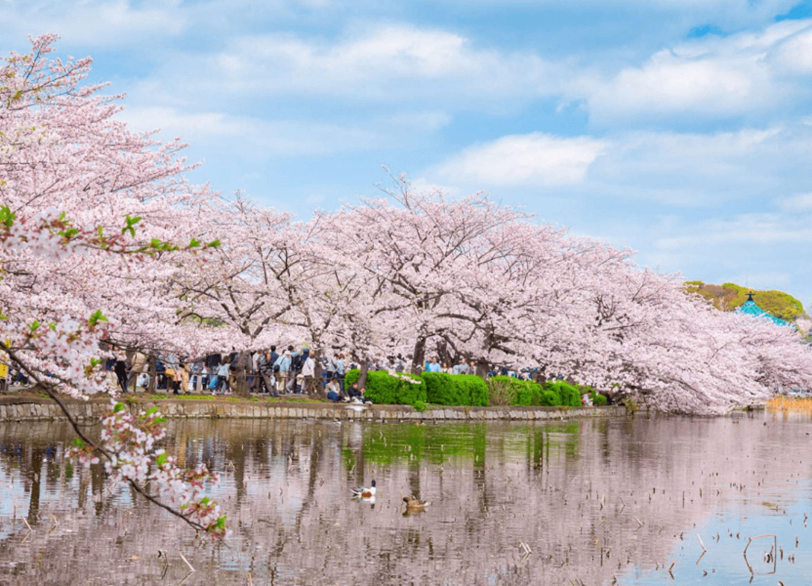 [Tour Nhật Bản CĐV tháng 3] Rực rỡ mùa hoa anh đào (10/03/2026)