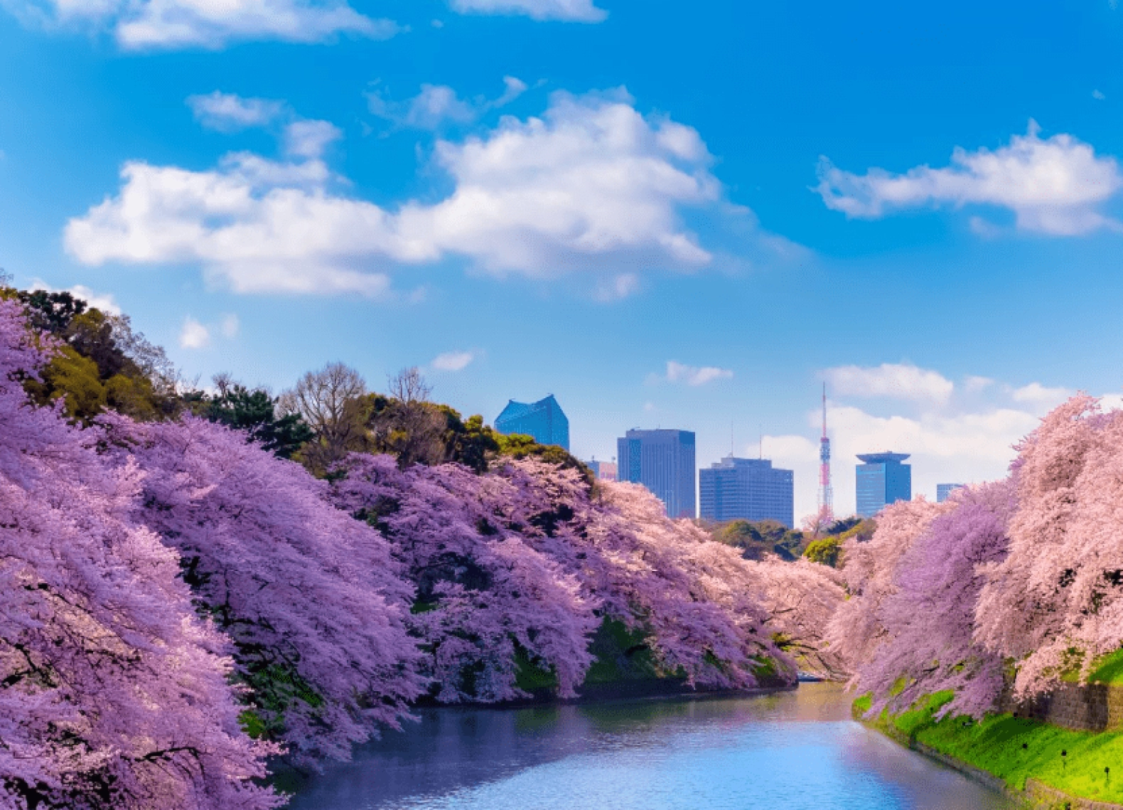 [Tour Nhật Bản CĐV tháng 4] Vi vu Nhật Bản mùa hoa anh đào (03/04/2026)