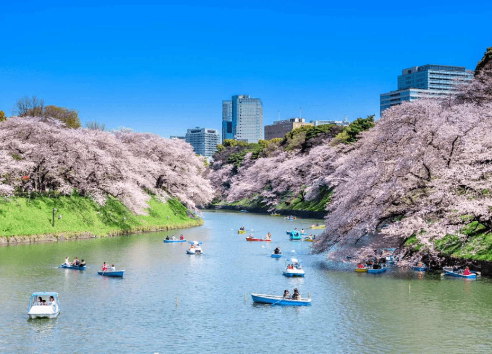 [Tour Nhật Bản CĐV tháng 4] Mùa hoa anh đào (17/04/2026)