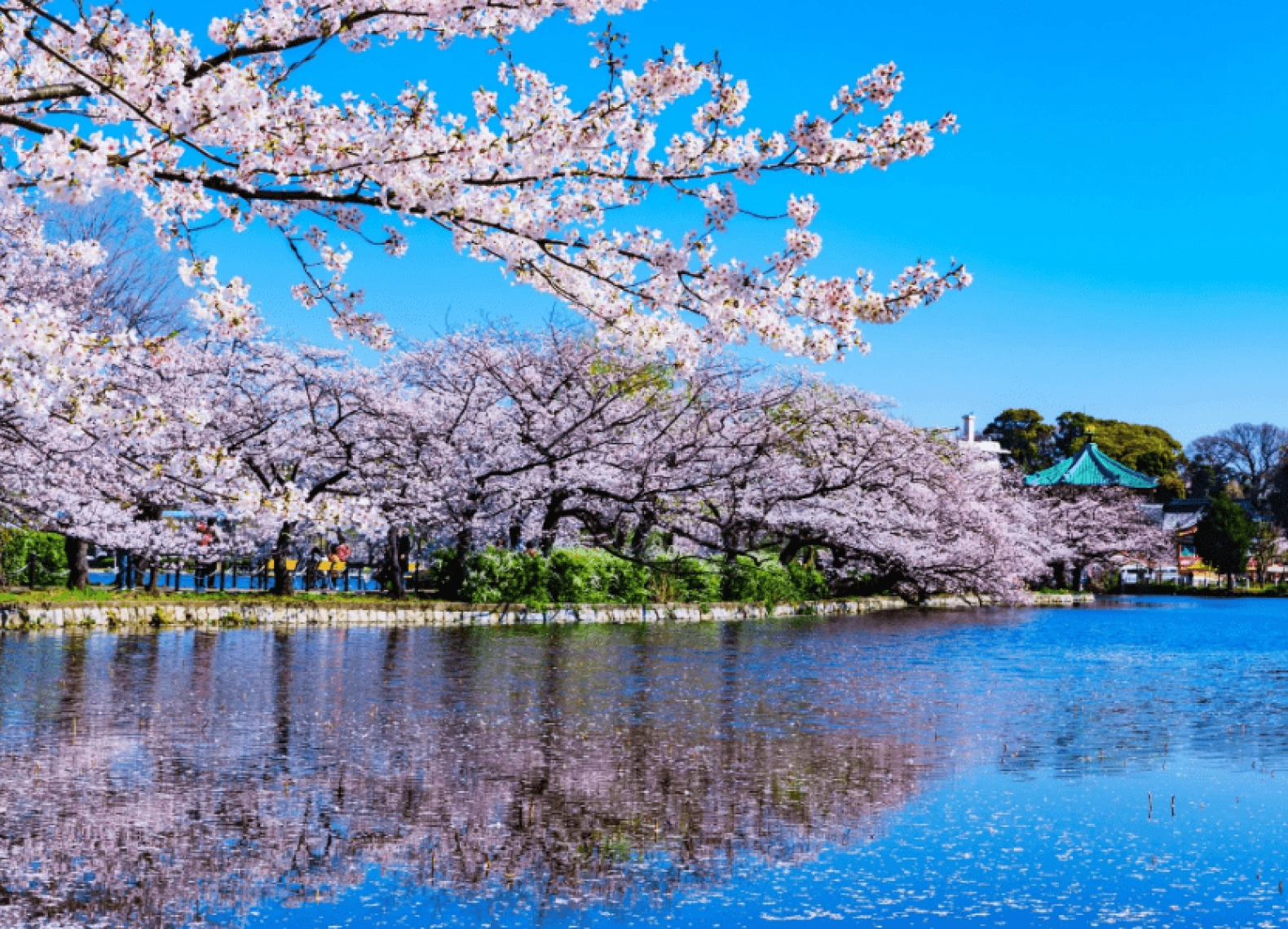 [Tour Nhật Bản CĐV tháng 4] Mùa hoa anh đào Osaka - Tokyo (02/04/2026)