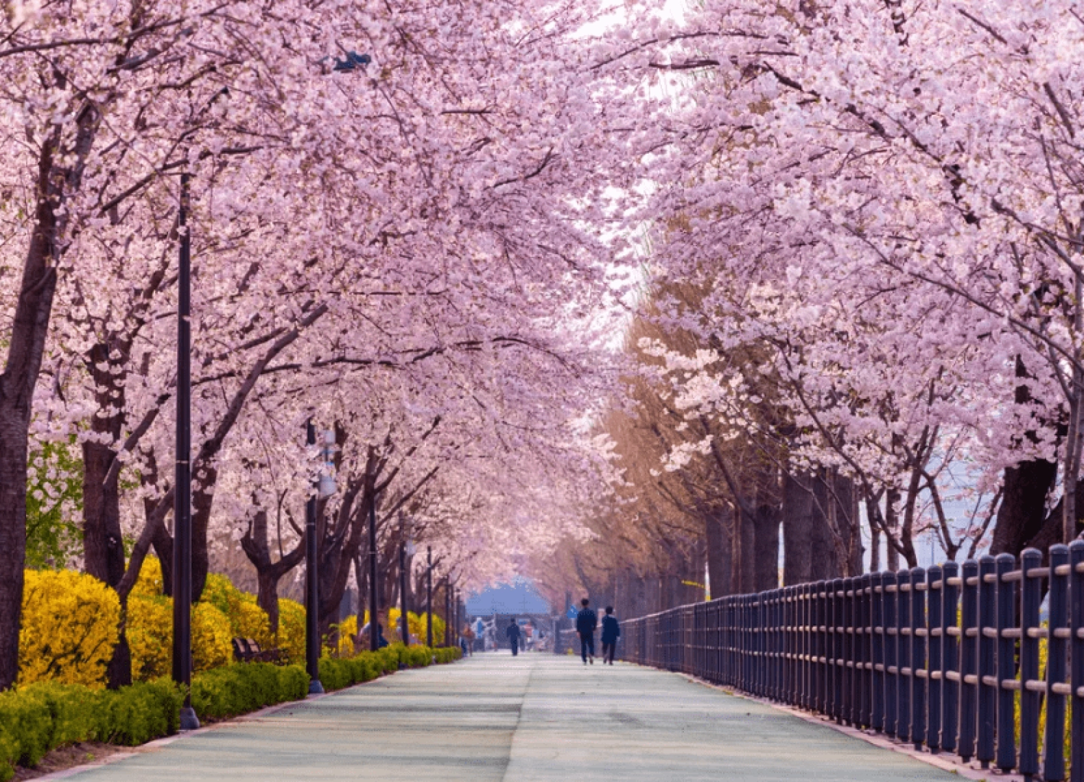 [Tour Hàn Quốc tháng 3] Ngắm hoa anh đào ở Yeouido (20/03/2026)