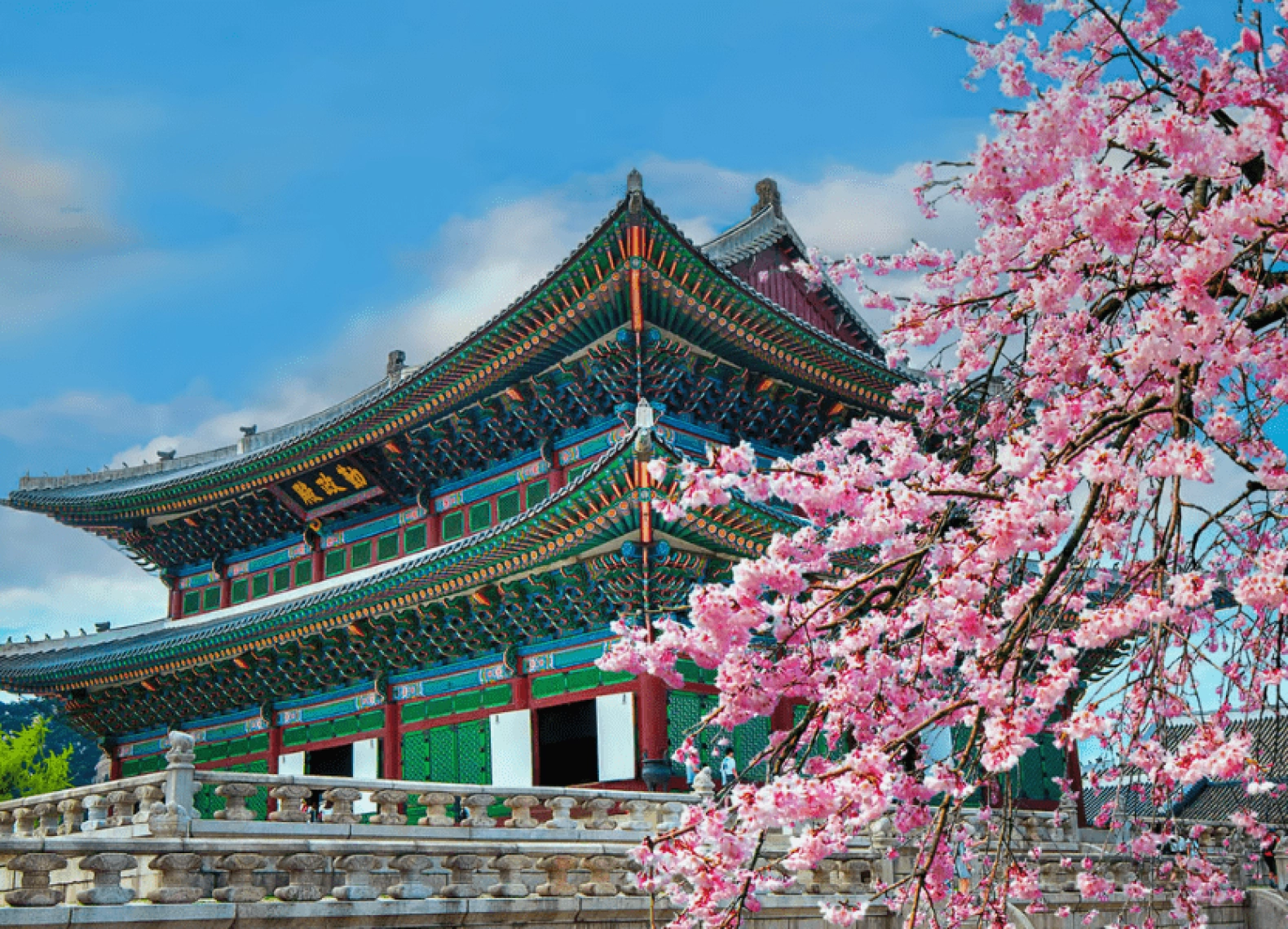 [Tour Hàn Quốc tháng 3] Trải nghiệm ngắm hoa anh đào ở Yeouido (20/03/2026)