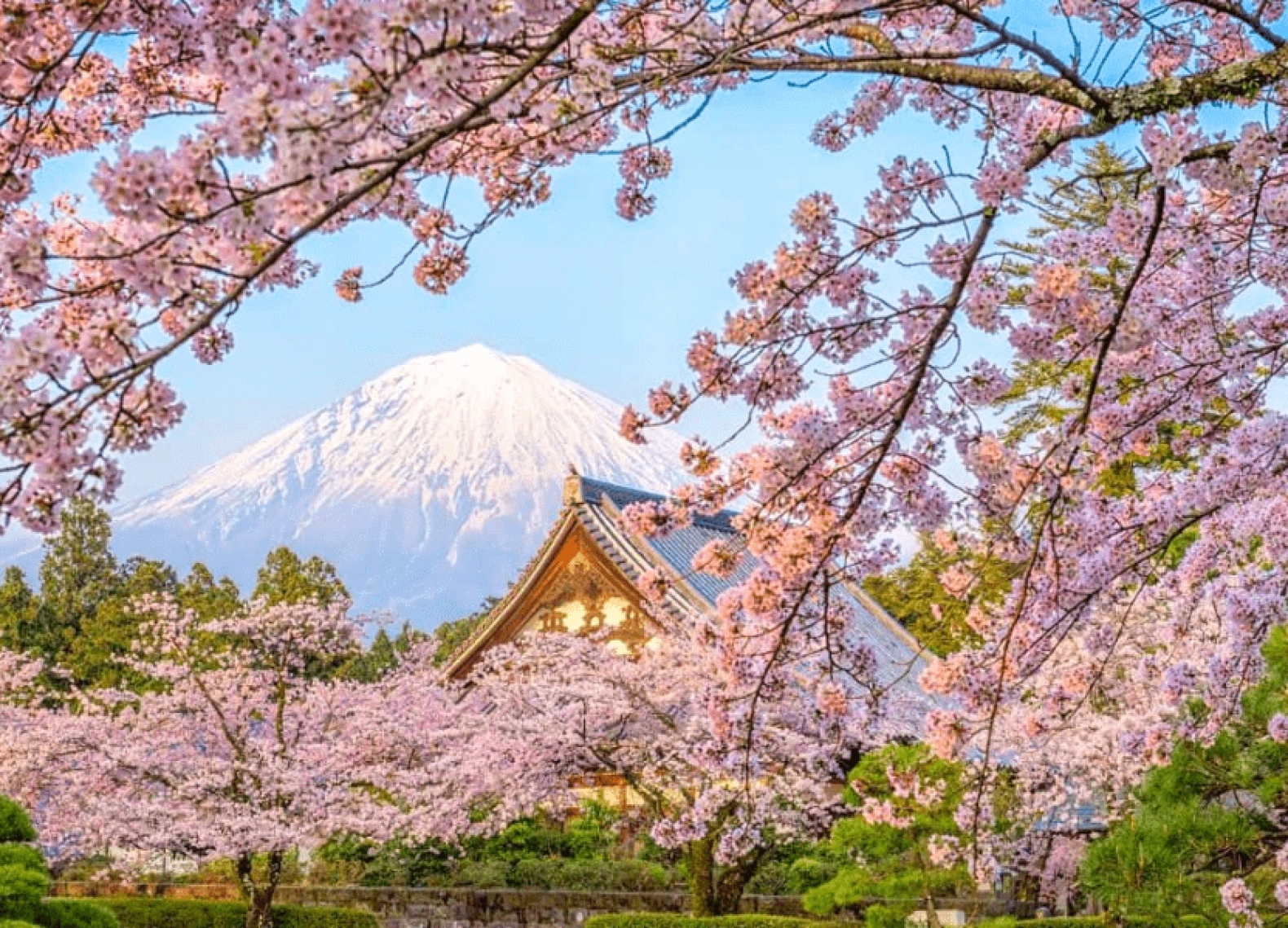 [Tour Nhật Bản CĐV tháng 3] Rực rỡ mùa hoa anh đào (25/03/2026)