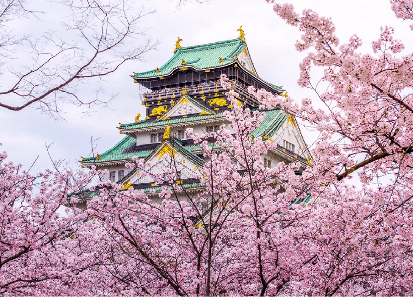 [Tour Nhật Bản CĐV tháng 3] Khám phá mùa hoa anh đào Osaka - Tokyo (20/03/2026)