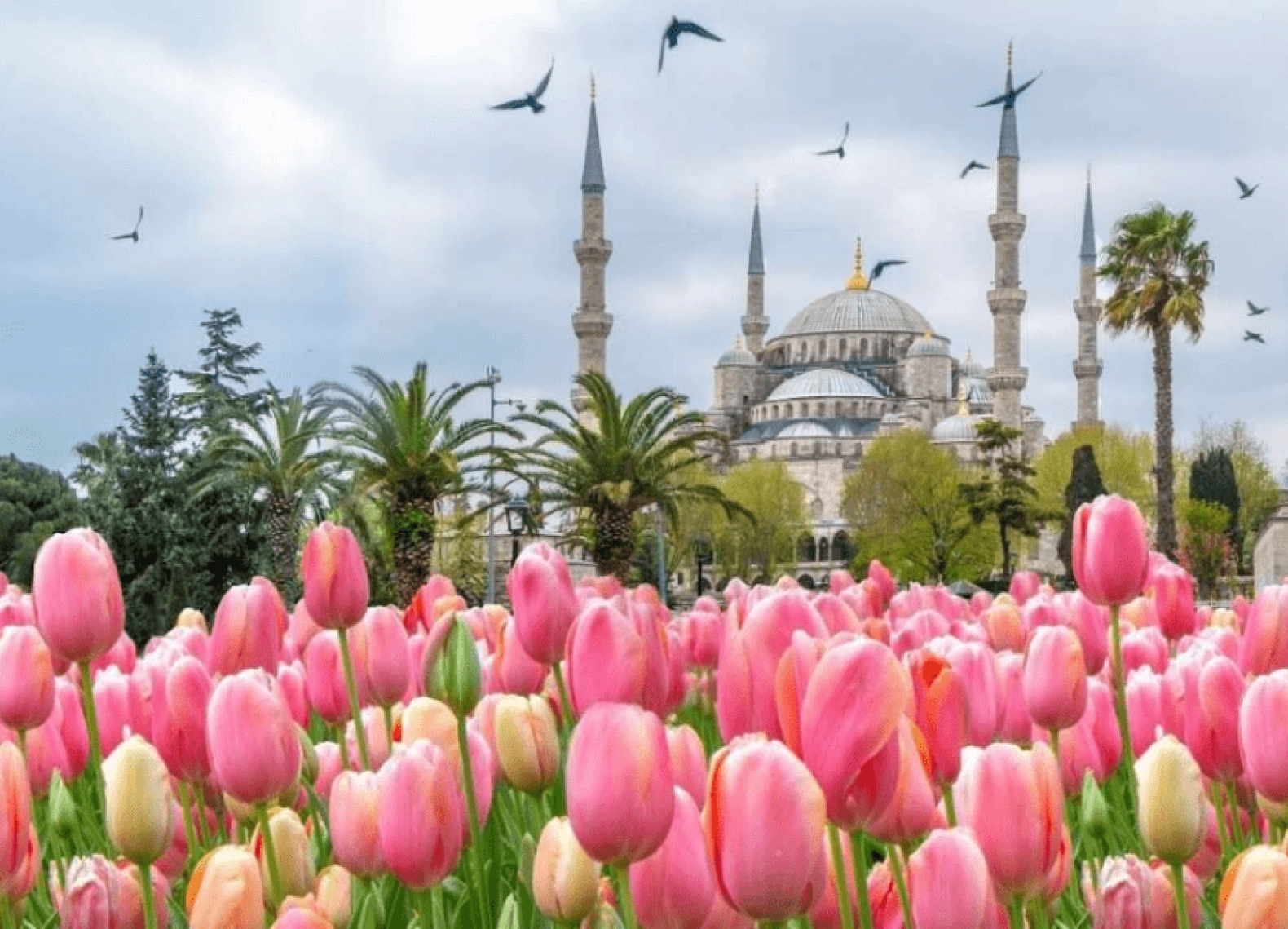 [Tour Thổ Nhĩ Kỳ tháng 3] Khám phá Thổ Nhĩ Kỳ mùa hoa Tulip (24/03/2026)