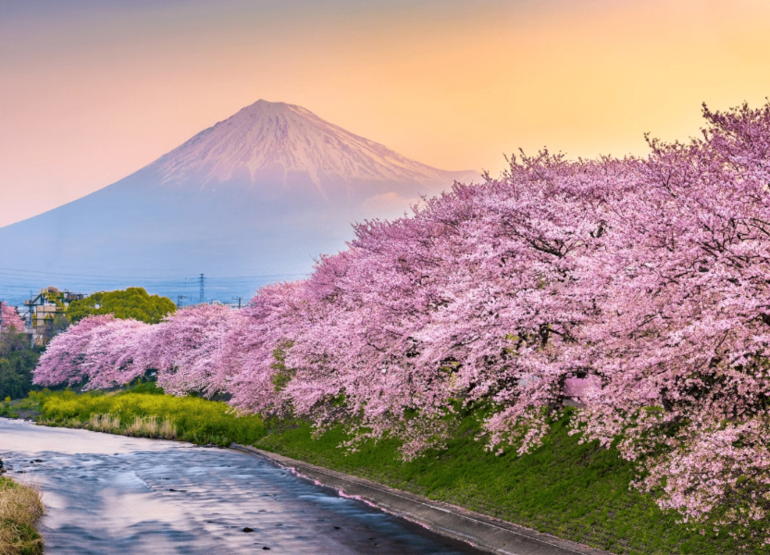 [Tour Nhật Bản CĐV tháng 4] Du lịch mùa hoa anh đào Osaka - Tokyo (01/04/2026)