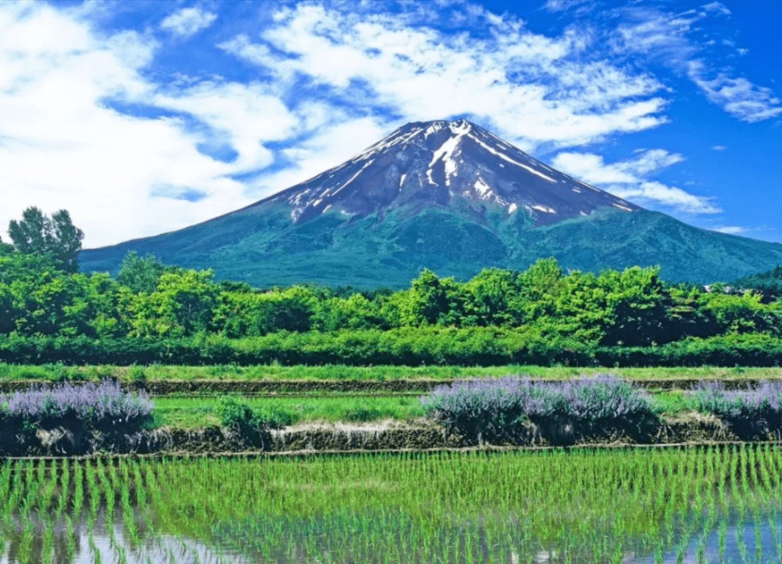 [Tour Nhật Bản CĐV tháng 7] Tokyo - Phú Sĩ - Nagoya - Kyoto - Osaka (03/07/2026)