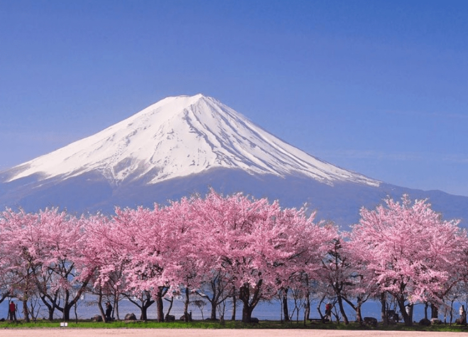 [Tour Nhật Bản CĐV tháng 3] Du ngoạn mùa hoa anh đào Osaka - Tokyo (28/03/2026)