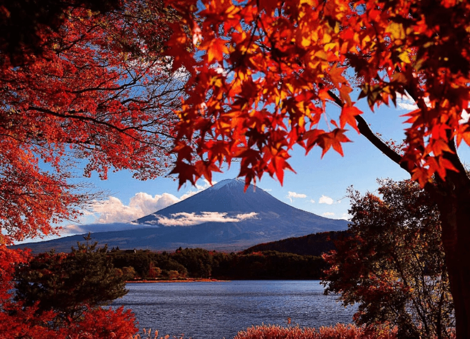 [Tour Nhật Bản CĐV tháng 11] Tokyo - Phú Sĩ - Nagoya - Kyoto - Osaka (28/11/2025)