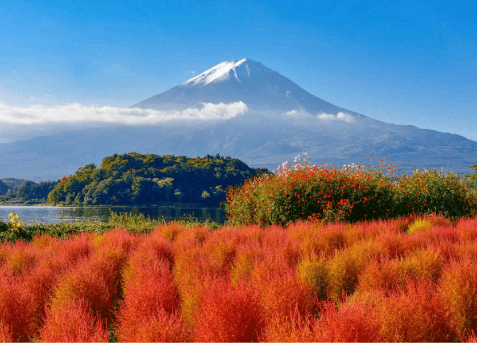 [Tour Nhật Bản CĐV tháng 10] Du lịch Osaka - Kyoto - Nagoya - Phú Sĩ - Tokyo mùa hoa Kokia (14/10/2025)