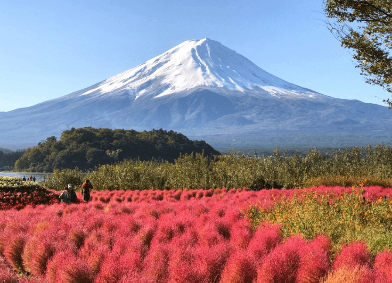 [Tour Nhật Bản CĐV tháng 10] Vi vu Osaka - Kyoto - Nagoya - Phú Sĩ - Tokyo mùa hoa Kokia (21/10/2025)
