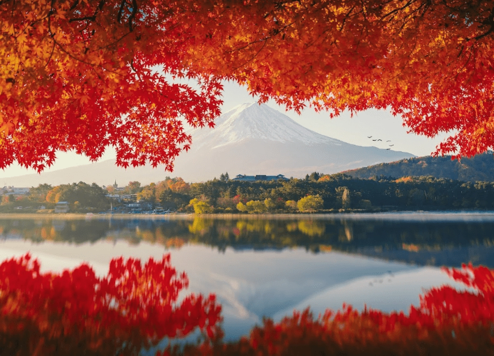 [Tour Nhật Bản 5N4Đ tháng 10] Tokyo - Phú Sĩ - Hakone (09/10/2025)