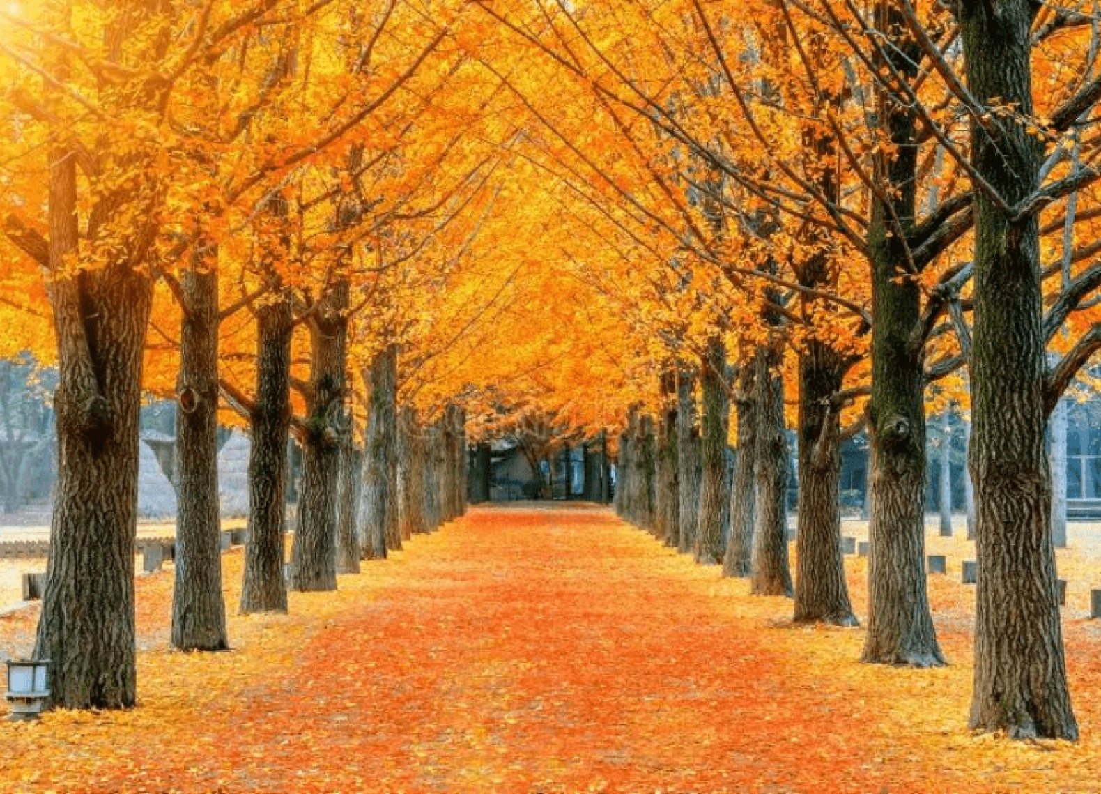 [Tour Hàn Quốc tháng 11] Tham quan Seoul - Nami - Everland (07/11/2025)