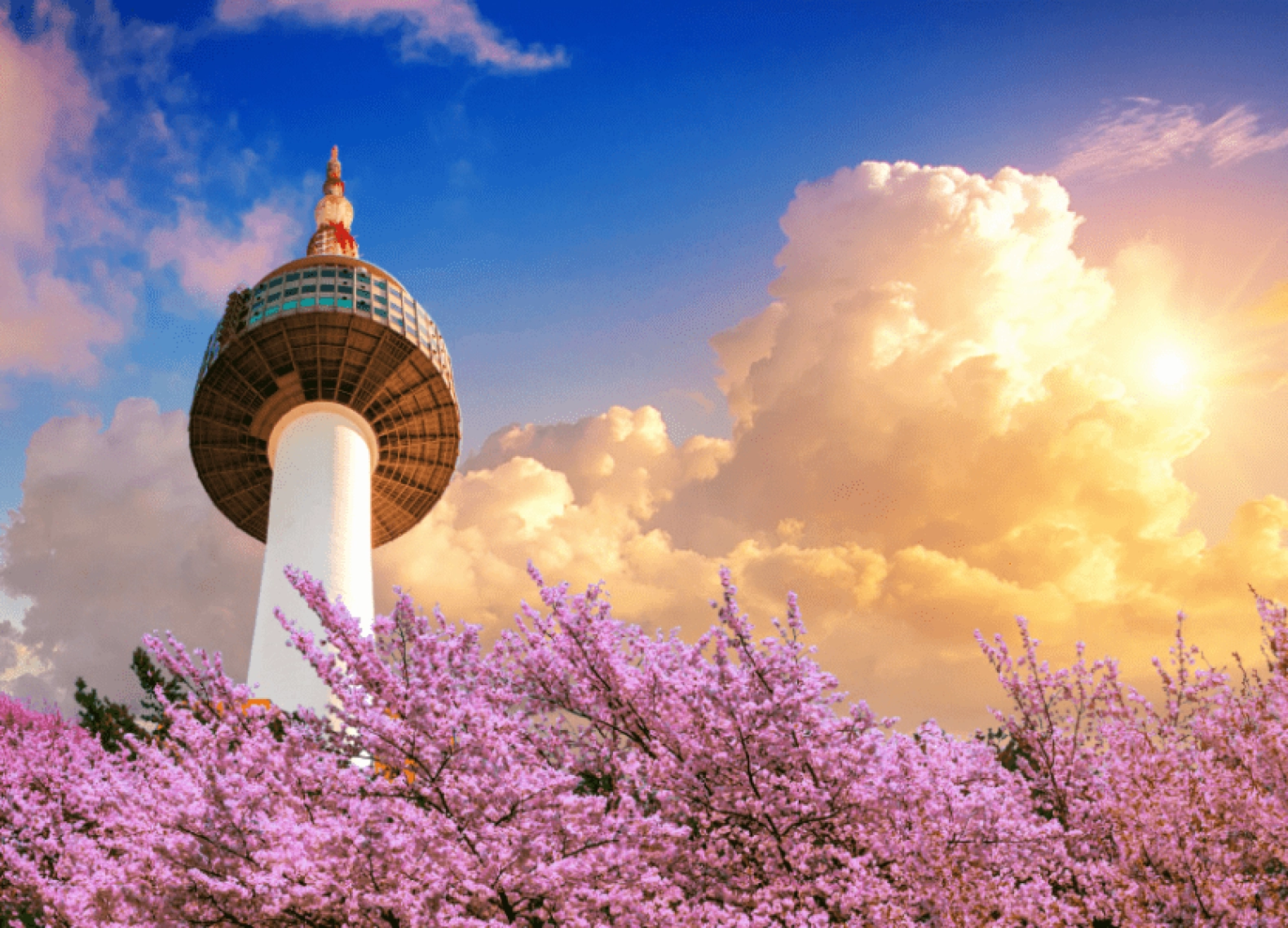 [Tour Hàn Quốc tháng 4] Ngắm hoa anh đào ở Yeouido (17/04/2026)