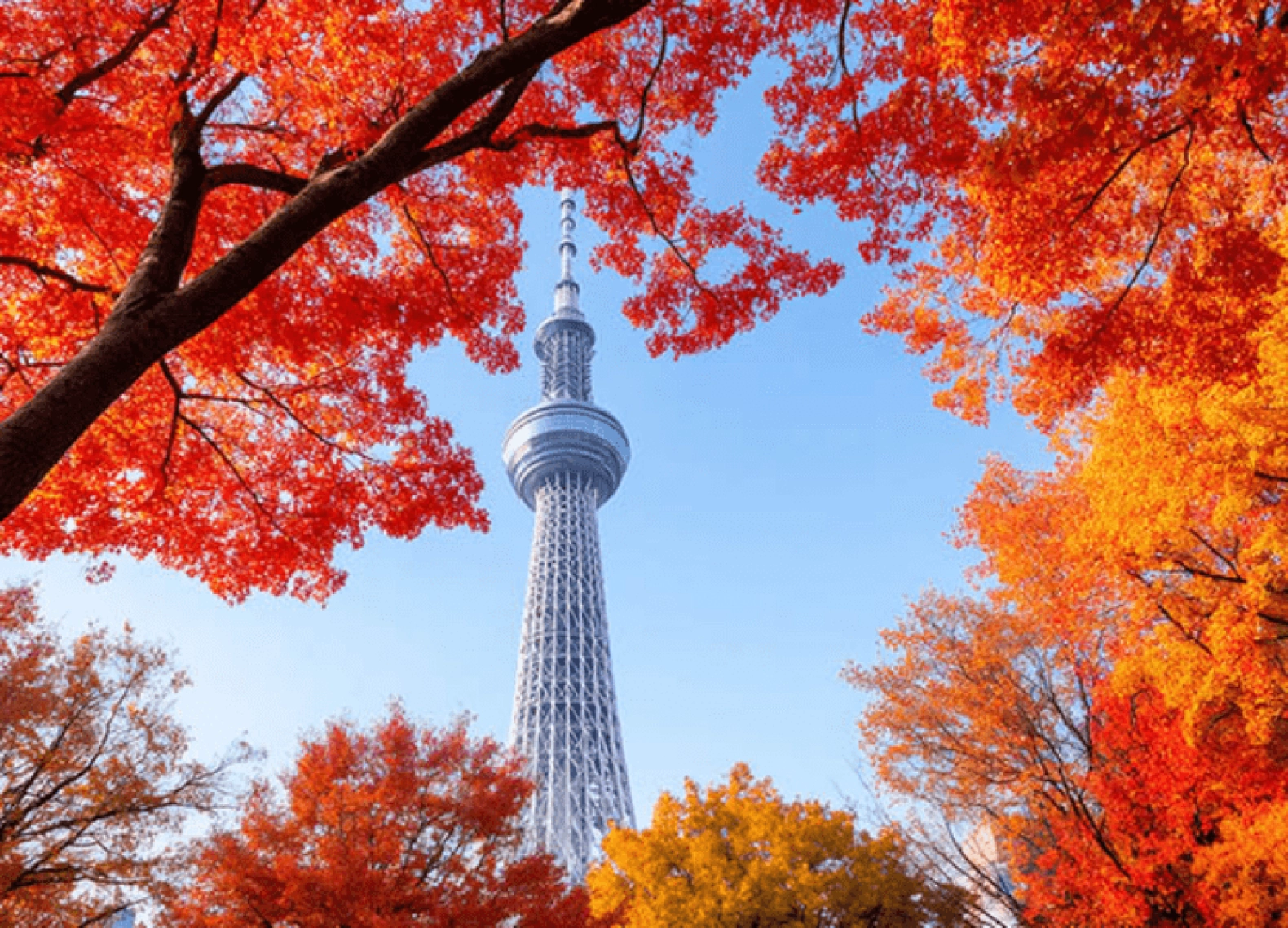 [Tour Nhật Bản CĐV tháng 11] Tokyo - Phú Sĩ - Nagoya - Kyoto - Osaka (14/11/2025)