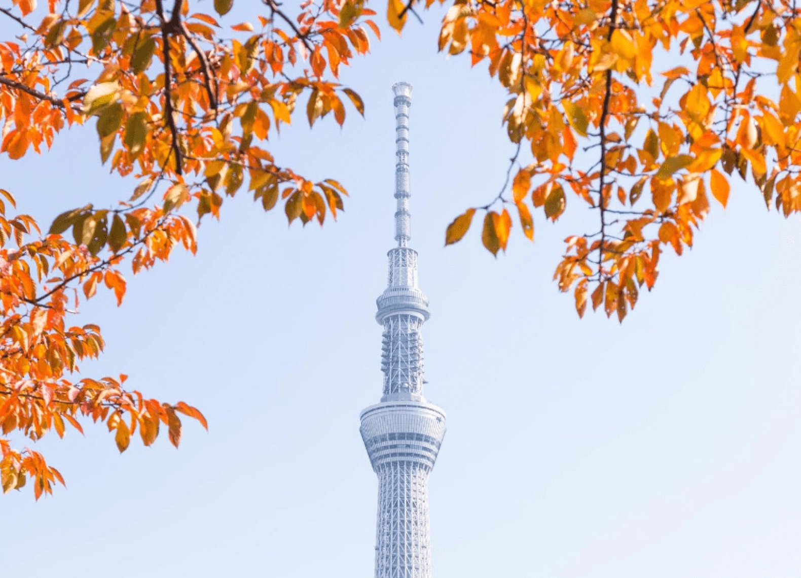 [Tour Nhật Bản CĐV tháng 12] Tham quan Tokyo - Phú Sĩ - Nagoya - Kyoto - Osaka (03/12/2025)