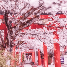 tour-nhat-ban-cdv-thang-3-10