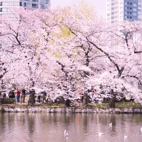 tour-nhat-ban-cdv-thang-3-12