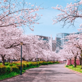 tour-nhat-ban-cdv-thang-3-13