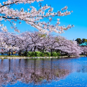 tour-nhat-ban-cdv-thang-3-14