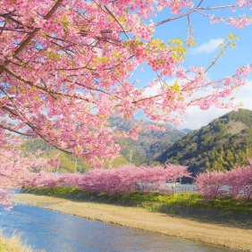 tour-nhat-ban-cdv-thang-3-04