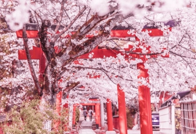 [Tour Nhật Bản CĐV tháng 4] Mùa hoa anh đào Osaka - Tokyo (01/04/2026)