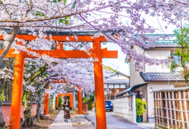 [Tour Nhật Bản CĐV tháng 3] Khám phá mùa hoa anh đào Osaka - Tokyo (27/03/2026)