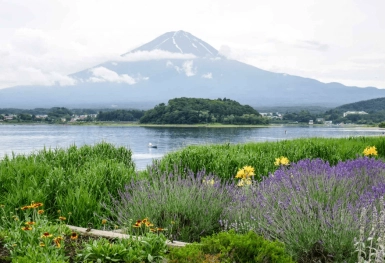 [Tour Nhật Bản CĐV tháng 10] Khám phá Tokyo - Phú Sĩ - Nagoya - Kyoto - Osaka (10/10/2025)