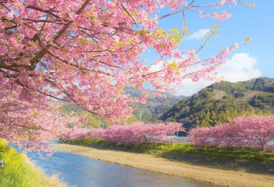 [Tour Nhật Bản CĐV tháng 3] Du ngoạn mùa hoa anh đào (24/03/2026)