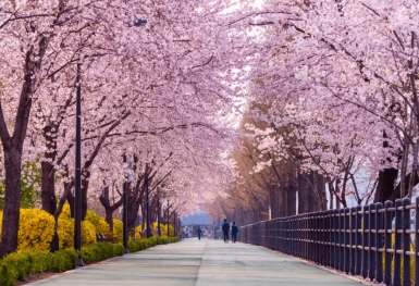 [Tour Hàn Quốc tháng 4] Ngắm hoa anh đào ở Yeouido (03/04/2026)