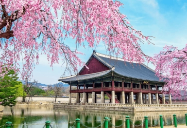 [Tour Hàn Quốc tháng 4] Vi vu Seoul - Nami - Everland mùa hoa anh đào (17/04/2026)