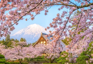 [Tour Nhật Bản CĐV tháng 4] Mùa hoa anh đào (01/04/2026)