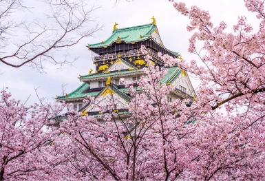 [Tour Nhật Bản CĐV tháng 4] Mùa hoa anh đào (01/04/2026)