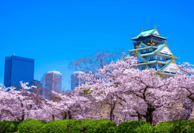 [Tour Nhật Bản CĐV tháng 4] Mùa hoa anh đào Osaka - Tokyo (02/04/2026)