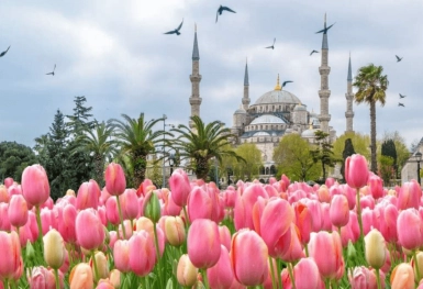 [Tour Thổ Nhĩ Kỳ tháng 3] Khám phá Thổ Nhĩ Kỳ mùa hoa Tulip (24/03/2026)