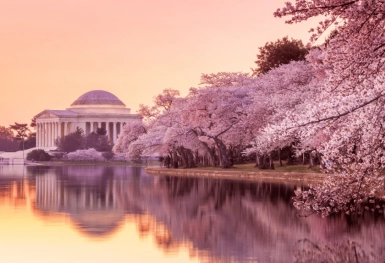 [Tour Mỹ liên tuyến tháng 4] Mùa hoa anh đào Đông Tây Hoa Kỳ (05/04/2026)