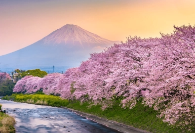 [Tour Nhật Bản CĐV tháng 4] Du lịch mùa hoa anh đào Osaka - Tokyo (01/04/2026)