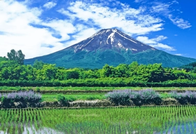 [Tour Nhật Bản CĐV tháng 7] Tokyo - Phú Sĩ - Nagoya - Kyoto - Osaka (14/07/2026)