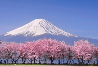 [Tour Nhật Bản CĐV tháng 3] Du ngoạn mùa hoa anh đào (24/03/2026)