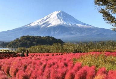 [Tour Nhật Bản CĐV tháng 10] Vi vu Osaka - Kyoto - Nagoya - Phú Sĩ - Tokyo mùa hoa Kokia (21/10/2025)