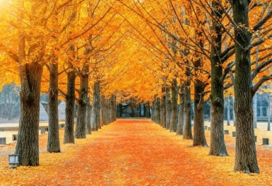 [Tour Hàn Quốc tháng 11] Tham quan Seoul - Nami - Everland (07/11/2025)