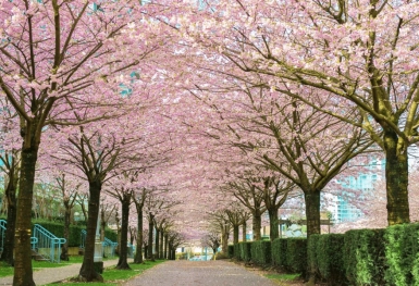 [Tour Canada liên tuyến tháng 4] Khám phá Đông Tây Canada mùa hoa anh đào (21/04/2026)