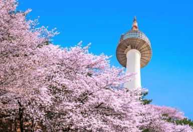 [Tour Hàn Quốc tháng 3] Ngắm hoa anh đào ở Yeouido (20/03/2026)