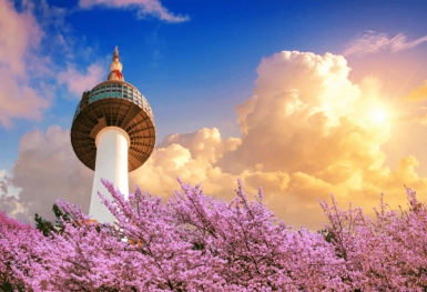 [Tour Hàn Quốc tháng 4] Ngắm hoa anh đào ở Yeouido (17/04/2026)