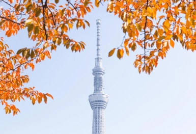 [Tour Nhật Bản CĐV tháng 12] Tham quan Tokyo - Phú Sĩ - Nagoya - Kyoto - Osaka (03/12/2025)